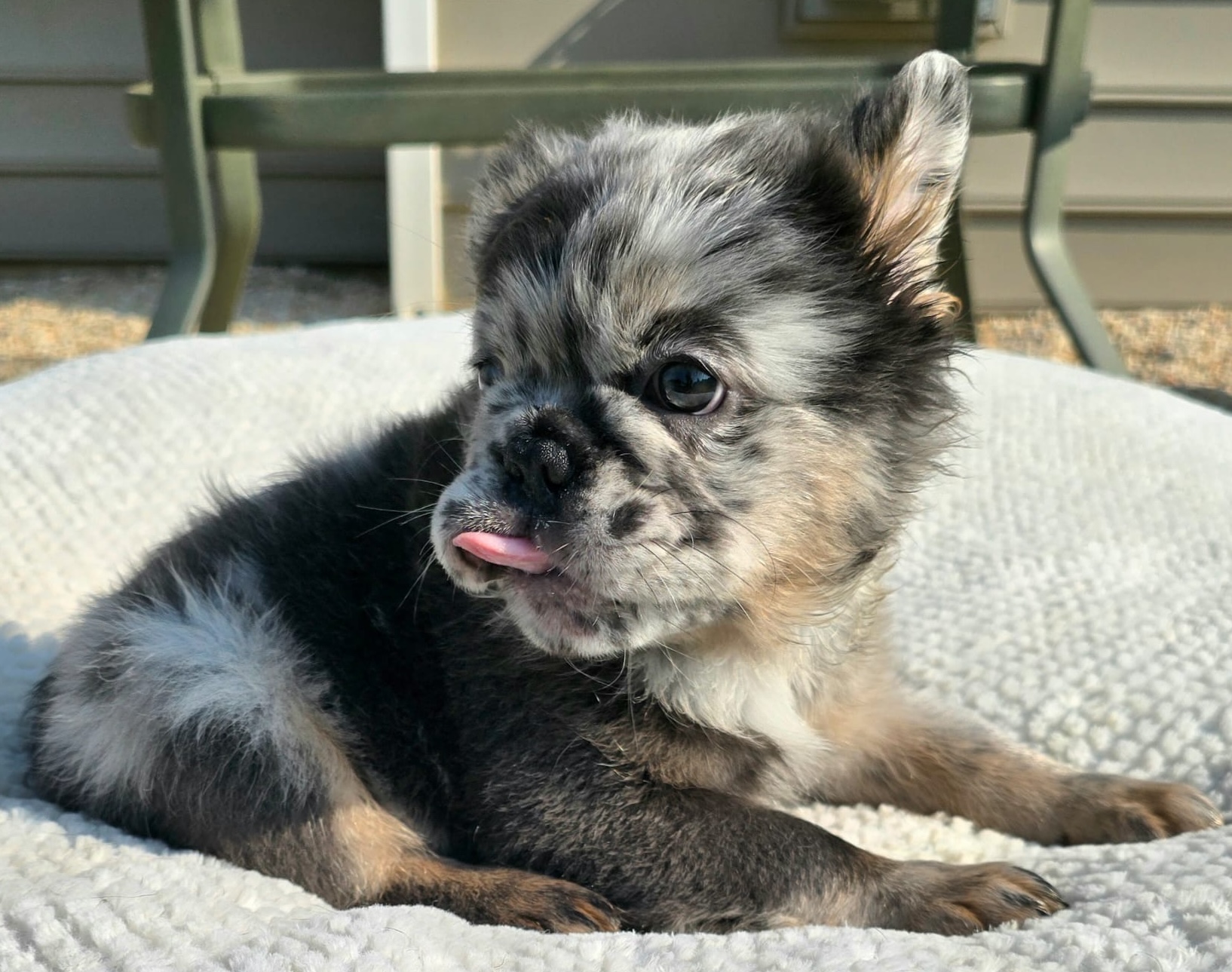 A high-quality French Bulldog stud available on StudPilot