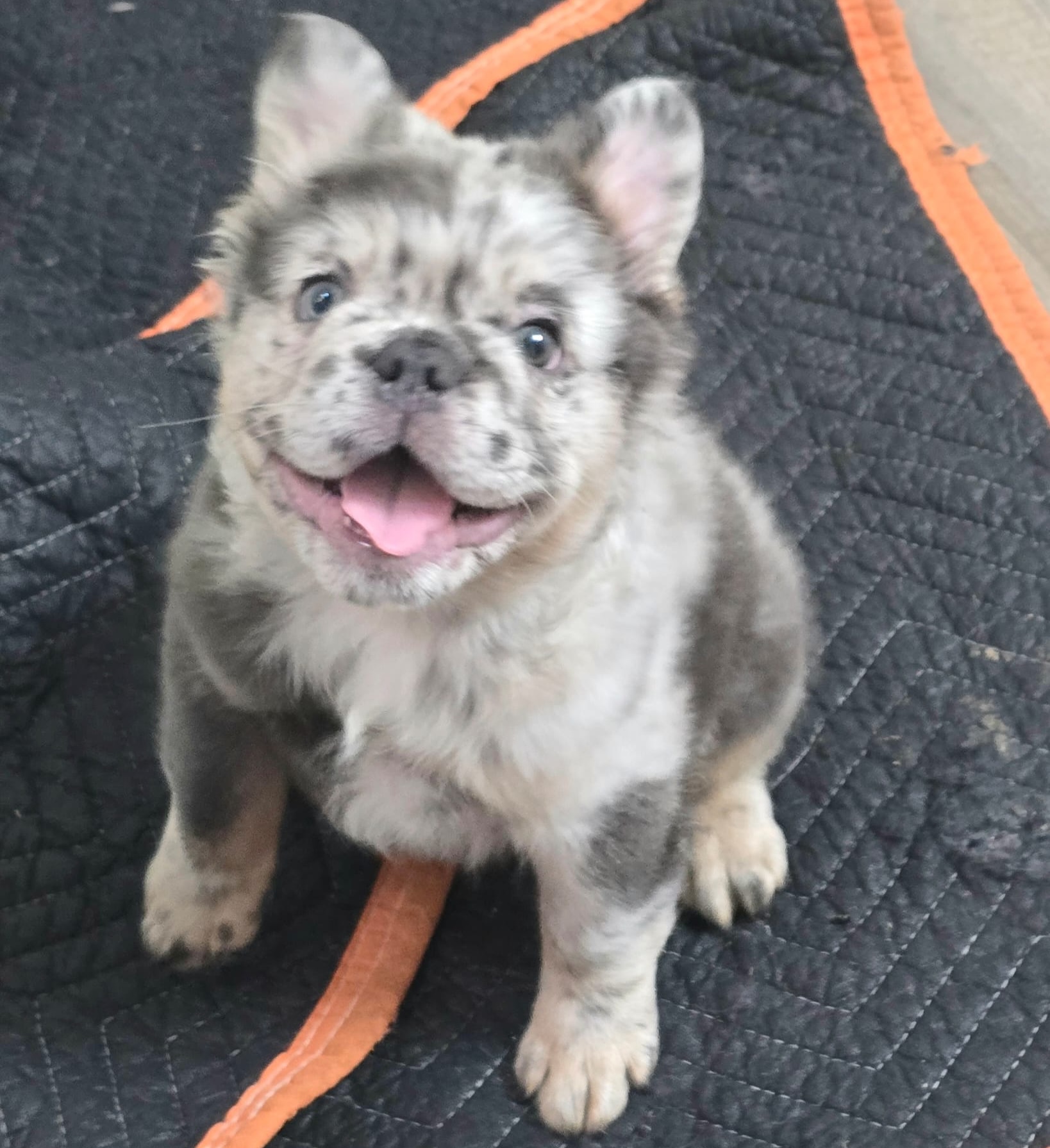 A fluffy Pomeranian stud with elite genetics